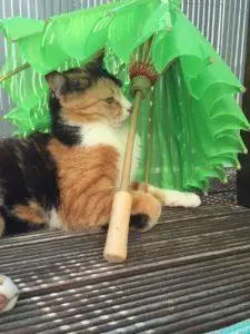 Mehr über den Artikel erfahren Baby, Katze, Schwangerschaft: Informationen und Tipps zum Umgang mit dem Haustier