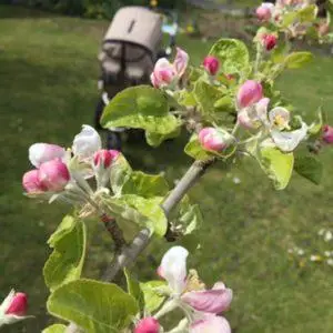 Mehr über den Artikel erfahren Giftpflanzen im Garten – Gefahr für Kind, Kegel & Hobbygärtner
