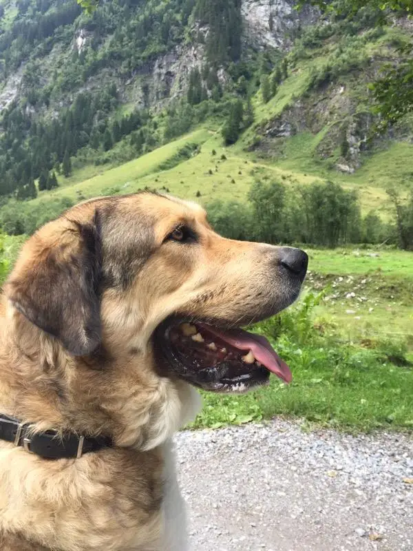 Mehr über den Artikel erfahren 10 Tipps für den Umgang mit Kind & Hund