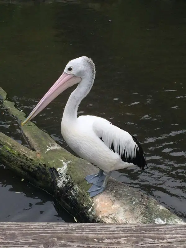 Mehr über den Artikel erfahren Reisetipps: Prädikat kinderfreundlich – Weltvogelpark Walsrode