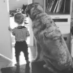 hunde-und-kinder_problem-kind-hund_elternblog