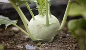Mehr über den Artikel erfahren Beet für Kinder – so helfen schon kleine Kinder im Garten mit