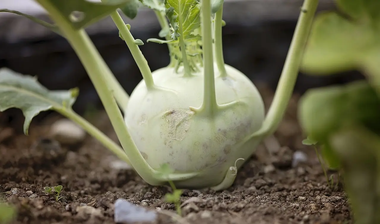 Mehr über den Artikel erfahren Beet für Kinder – so helfen schon kleine Kinder im Garten mit