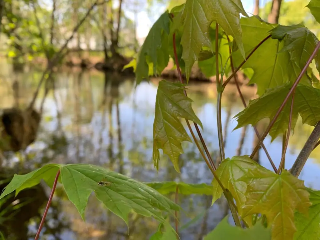 augsburg-mit-kindern_ausflugstipp-augsburg_natur-augsburg-tipp