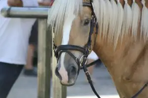 kinder-reiten-lernen_haflinger-kopf