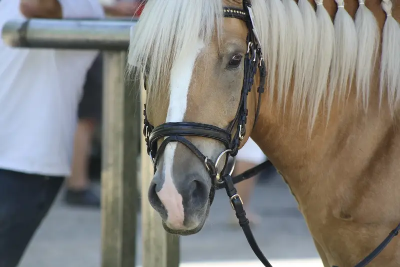 Mehr über den Artikel erfahren Darum profitiert dein Kind vom Reiten lernen