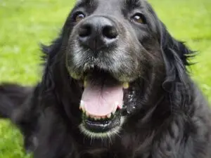 Mehr über den Artikel erfahren Familienhund – soviel Zeit kostet der Hund uns Eltern wirklich