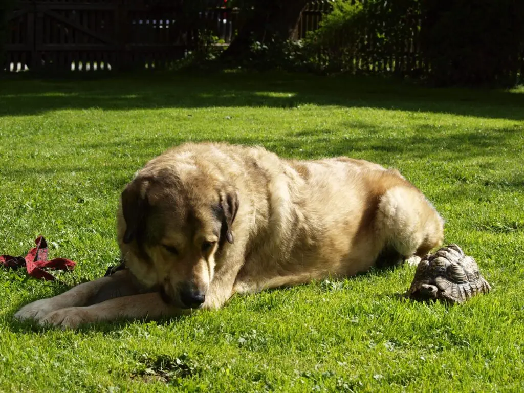 familienhund_zeit-hund-kinder