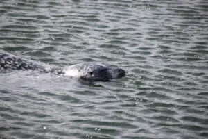seehund_ostfriesland-wohnmobil-kinder