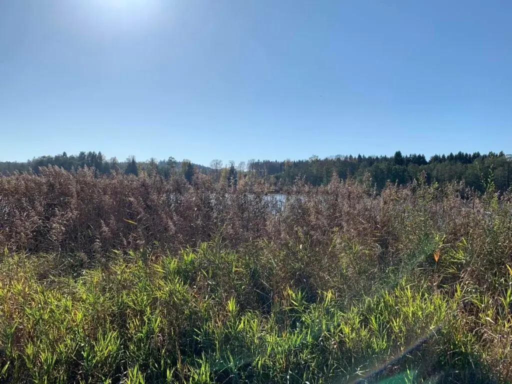 markt-wald_ausflugstipps-augsburg-mit-kindern