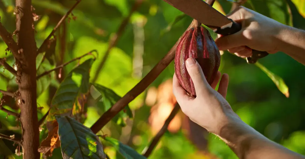kinderarbeit-schokolade-adventskalender_kakaofrucht-machete