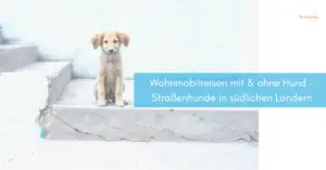 Mehr über den Artikel erfahren Wohnmobilreisen mit & ohne Hund – Thema Straßenhunde in südlichen Ländern