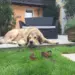 kinder-hunde-tipps_familienhund-herdenschutzhund